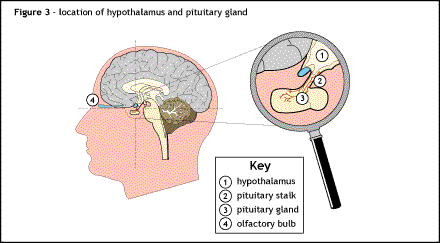 Hypothalamus