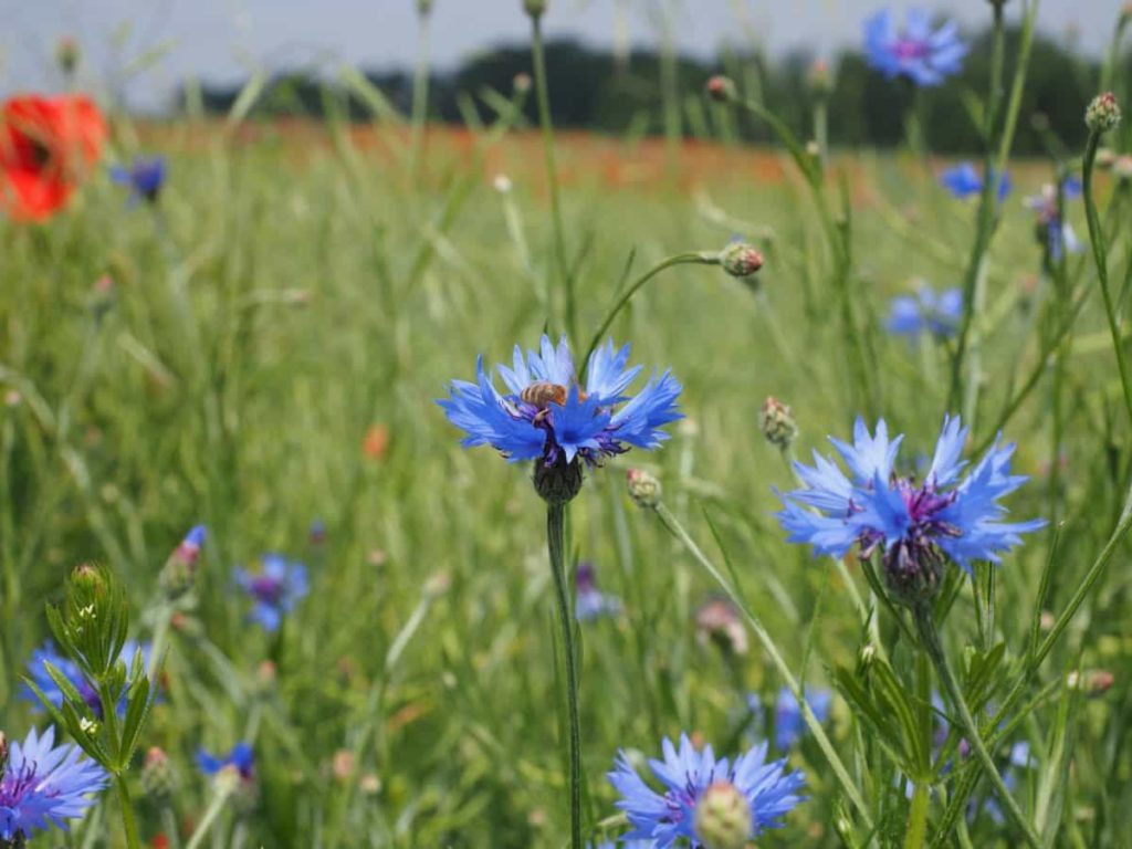 Benefits of Chicory