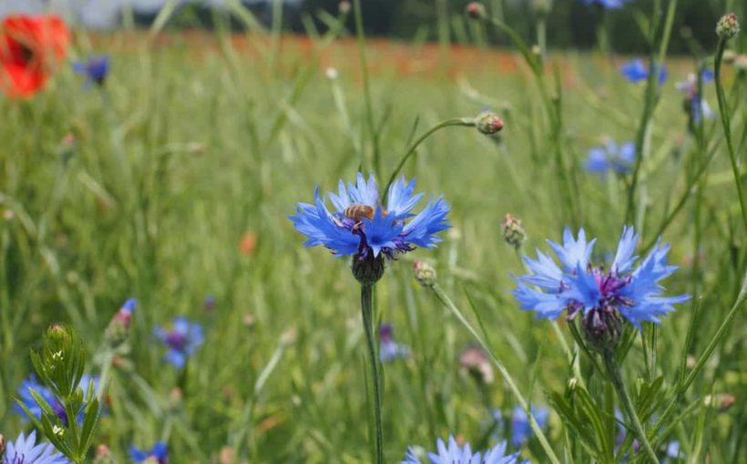 Benefits of Chicory