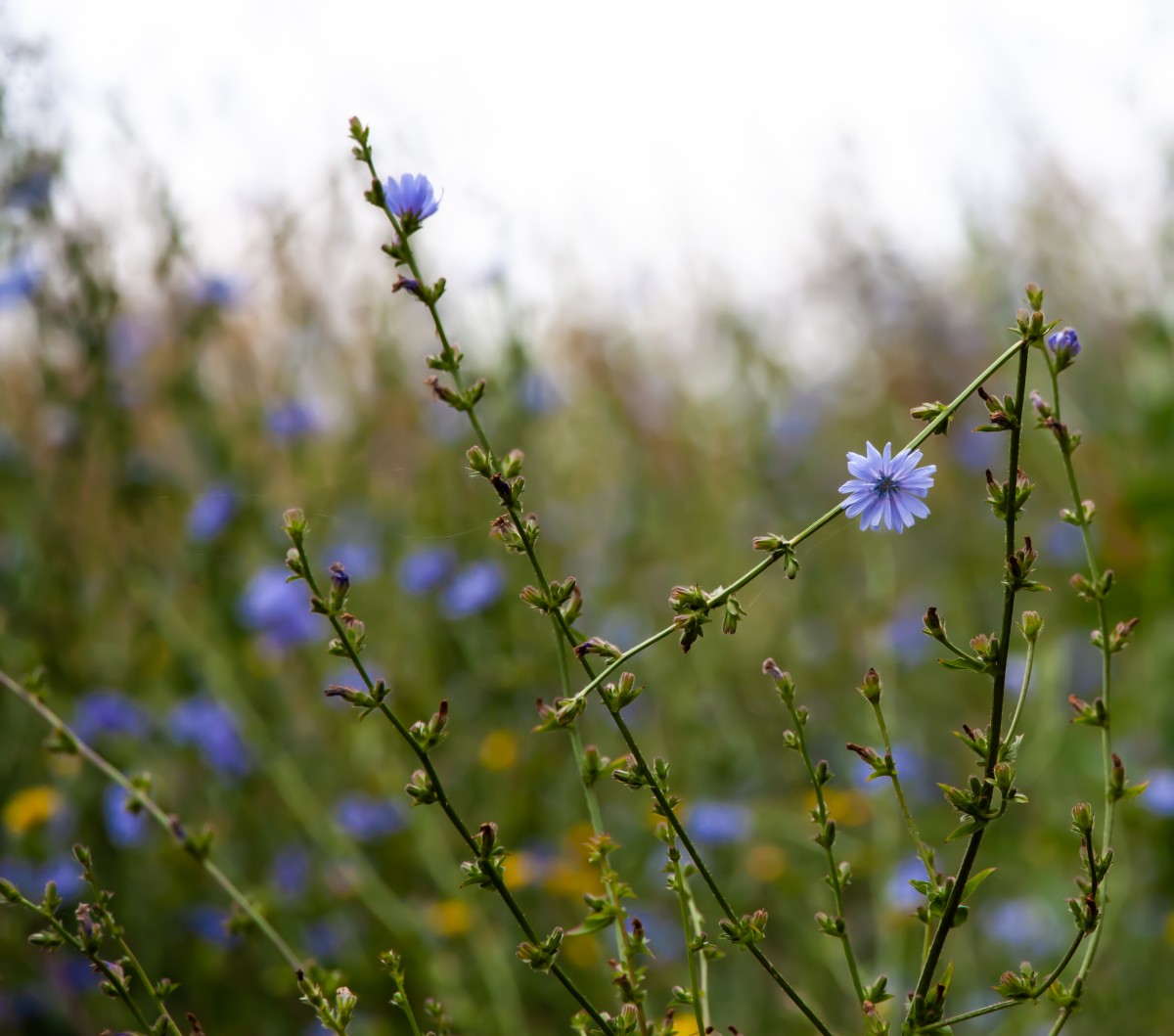 Benefits of Chicory